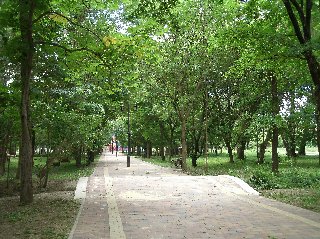 Аллея Центрального парка культуры и отдыха в Невинномысске